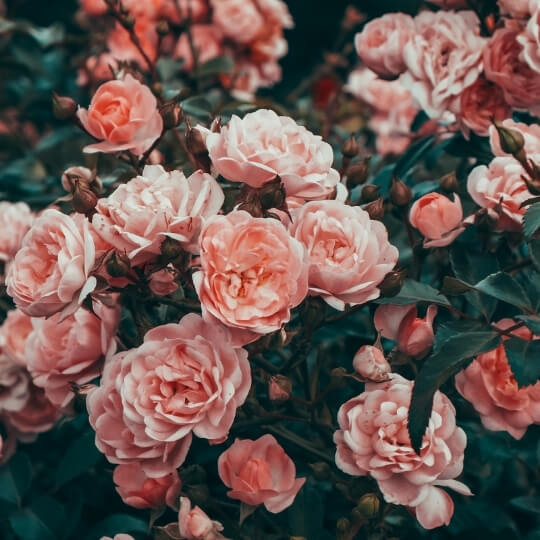 Róża - rośliny w ogrodzie w styu angielskim - Agrol ogrody