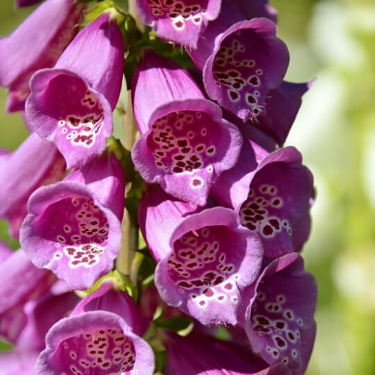 Naparstnica purpurowa - rośliny w ogrodzie w styu angielskim - Agrol ogrody